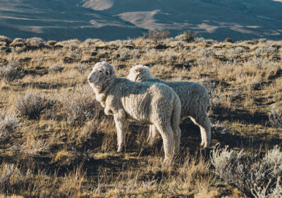 Texelse schapen staan in een droge, heuvelachtige weide.