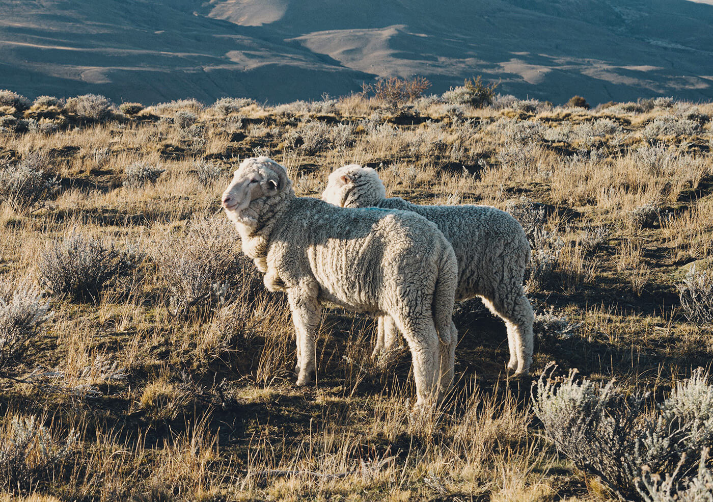 Texelse schapen staan in een droge, heuvelachtige weide.